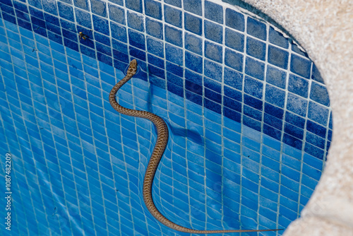 Fotografija Close up from the back of A small, non-venomous baby snake swims in a pool looking for insects to feed on