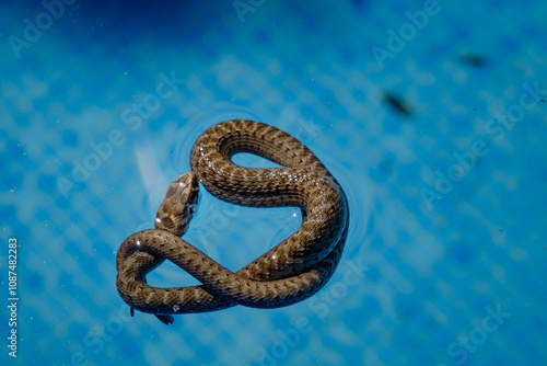 Fotografija Top view Close up of A small, non-venomous baby snake floating coiled up in a pool looking for insects to feed on