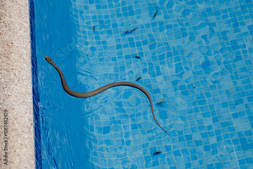 Fotografija A small, non-venomous baby snake swims in a pool looking for insects to feed on