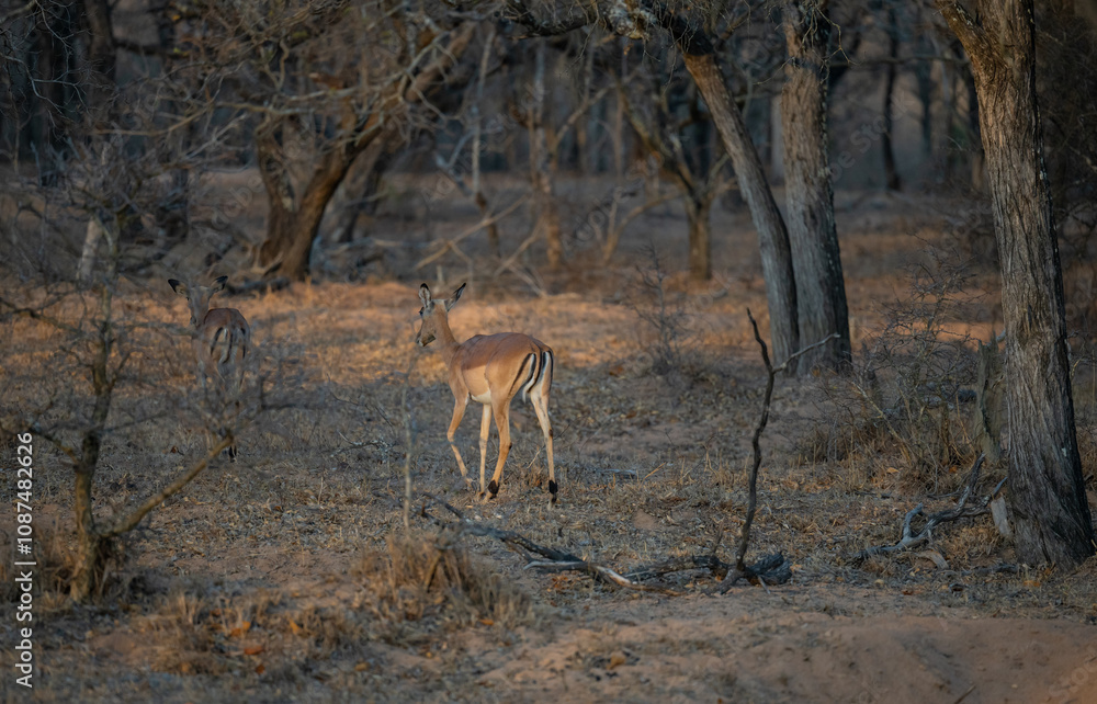 Afrikanische Tiere Impalas auch Schwarzfersenantilope oder Schwarznasenimpala genannt, im Busch vom Krüger National Park - Kruger Nationalpark Südafrika