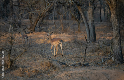 Obraz na płótnie Afrikanische Tiere Impalas auch Schwarzfersenantilope oder Schwarznasenimpala genannt, im Busch vom Krüger National Park - Kruger Nationalpark Südafrika w salonie