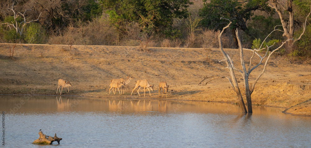Afrikanische Tiere Weiblicher groß Kudu im Krüger National Park - Kruger Nationalpark Südafrika