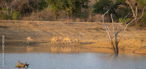 Obraz na płótnie Afrikanische Tiere Weiblicher groß Kudu im Krüger National Park - Kruger Nationalpark Südafrika w salonie