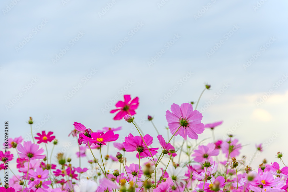 Pink Cosmos Flowers Reaching Towards the Sky