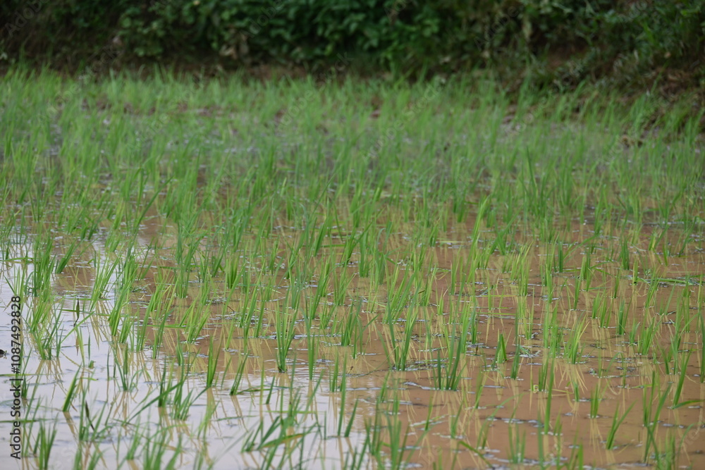 Just planted rice plant. It is a very popular cereal plant. Paddy Cultivation of India. close up of green rice field. Green plant of paddy in rainy season. Just planted rice plant. It is a very popular cereal plant. Paddy Cultivation of India. close up of green rice field. Green plant of paddy in rainy season.