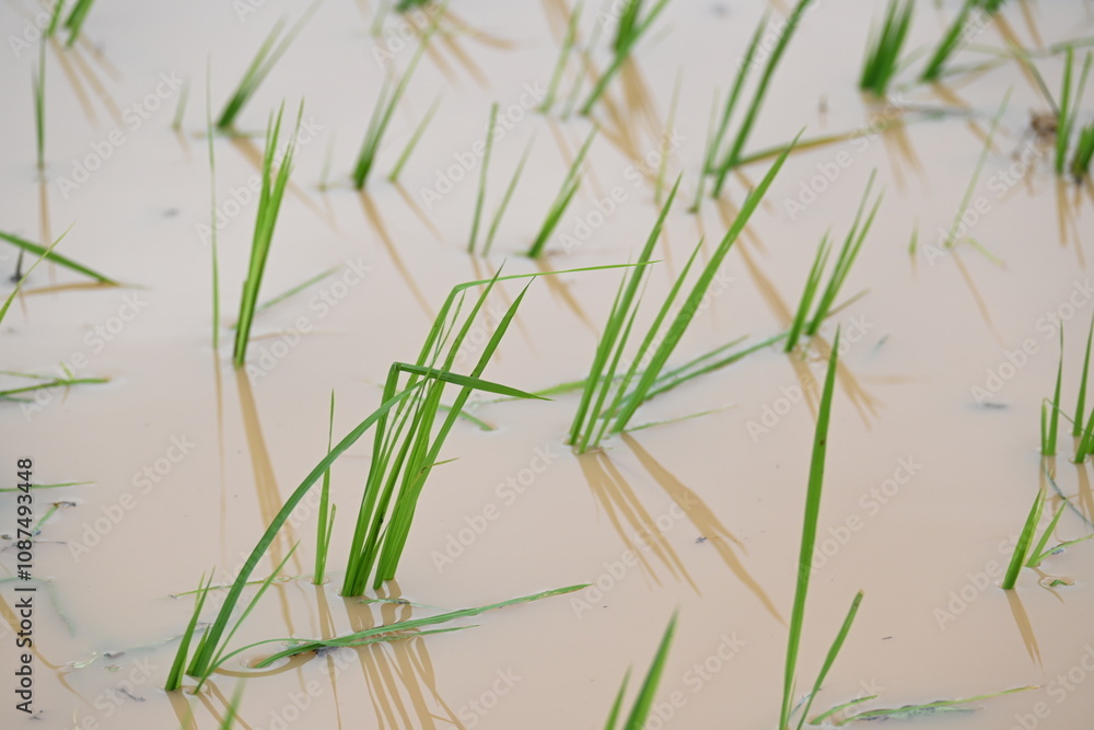 Just planted rice plant. It is a very popular cereal plant. Paddy Cultivation of India. close up of green rice field. Green plant of paddy in rainy season. Just planted rice plant. It is a very popular cereal plant. Paddy Cultivation of India. close up of green rice field. Green plant of paddy in rainy season.