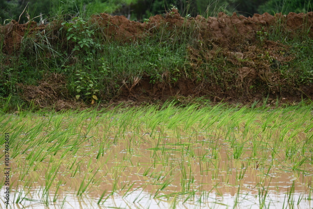 Just planted rice plant. It is a very popular cereal plant. Paddy Cultivation of India. close up of green rice field. Green plant of paddy in rainy season. Just planted rice plant. It is a very popular cereal plant. Paddy Cultivation of India. close up of green rice field. Green plant of paddy in rainy season.