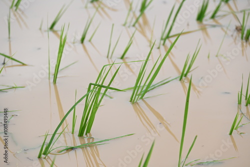 Just planted rice plant. It is a very popular cereal plant.  Paddy Cultivation of India. close up of  green rice field. Green plant of paddy in rainy season.