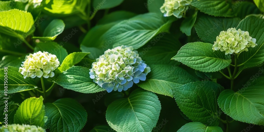 Hydrangeaceae leaves showcased in a beautiful garden setting. The Hydrangeaceae leaves contribute to the lush greenery and vibrant aesthetics of the garden environment. Hydrangeaceae leaves showcased in a beautiful garden setting. The Hydrangeaceae leaves contribute to the lush greenery and vibrant aesthetics of the garden environment.