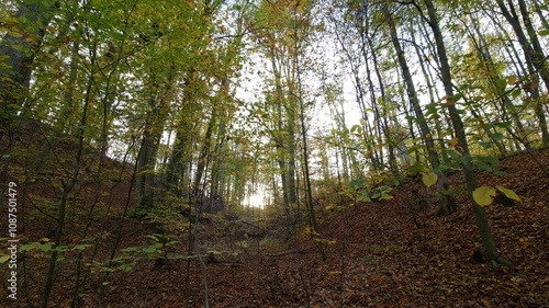 trees in the forest autumn 
