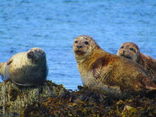 seals on beach rocks photo