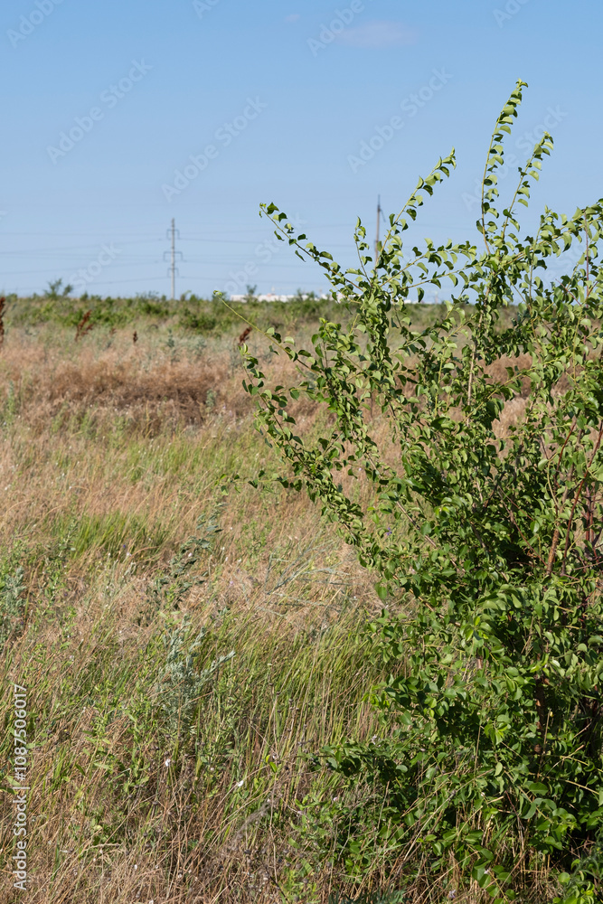 Obraz premium wild field in the foreground green bush blue clear sky beyond the horizon