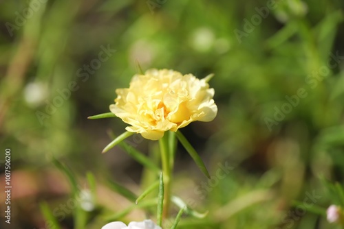 Portulaca grandiflora or moss rose floweron the garden photo