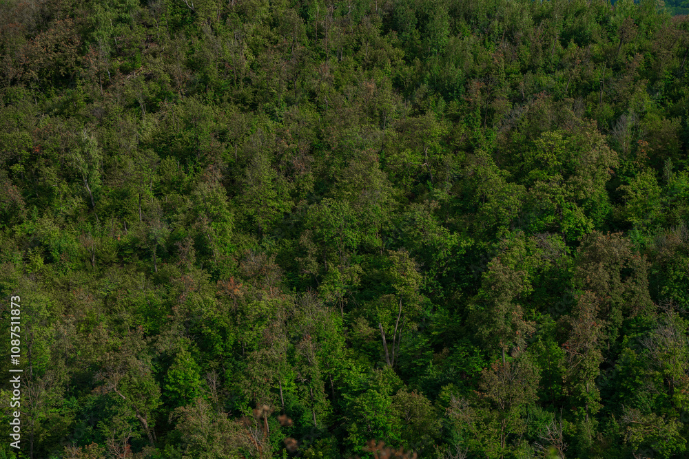 A solid forest in the mountains in summer. A solid forest in the mountains in summer.