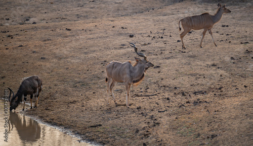 Afrikanische Tiere Männlicher Groß Kudu Strepsiceros, weiblicher groß Kudu und ein Nyala am Wasserloch im Krüger National Park - Kruger Nationalpark Südafrika photo