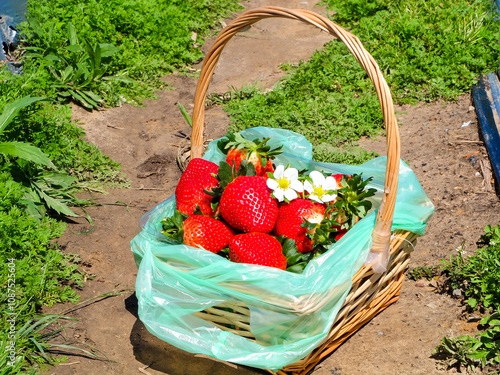 Strawberries picking at Rolin farm, Sunshine coast, QLD photo