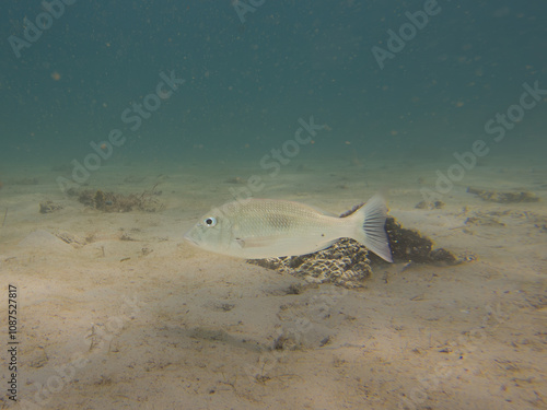 Lethrinus harak, the thumbprint emperor blackblotch emperor or blackspot emperor, is a species of marine ray-finned fish belonging to the Family Lethrinidae. the emperors and emperor breams photo