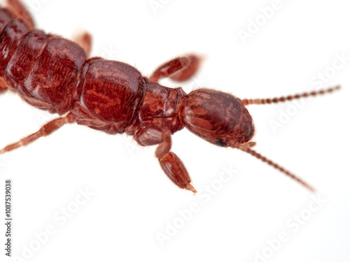 Webspinner on a white background. Embioptera, also known as Embiidina.  photo