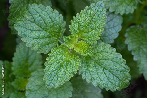 Lemon balm leaves in the garden.