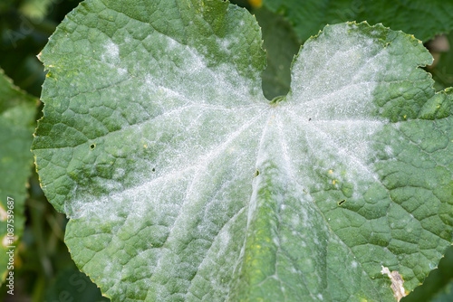 Powdery mildew on cucumber leaves.