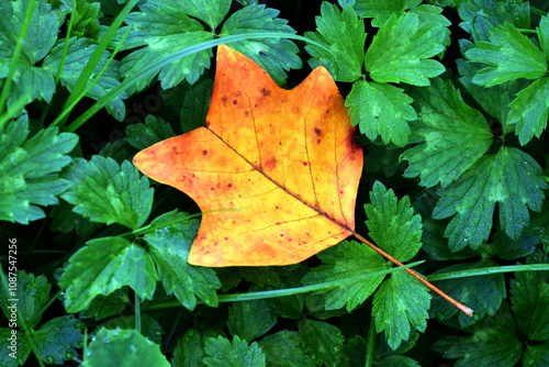 Orange-yellow leaves of the tulip tree (Liriodendron tulipifera) photo