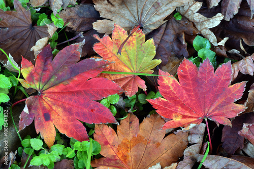 Red leaves of the maple Ace...