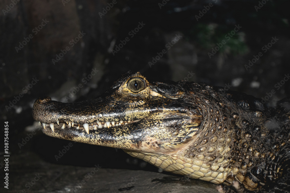 Fototapeta premium Caiman Yacaré in Argentina