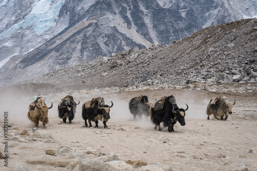 Yaks kicking up dust outisde Gorak Shep in Khumbu,Nepal.