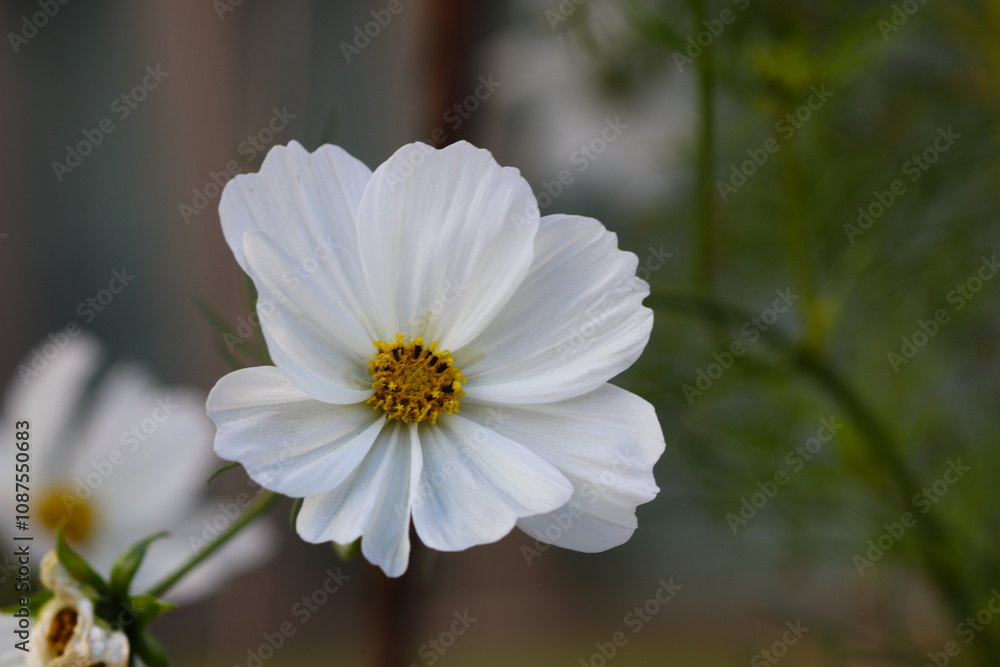 Flower Flower