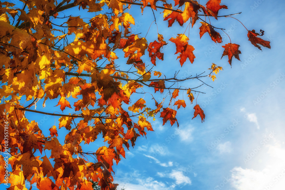 Bunt gefärbtes Laub eines Ahornbaum vor blauem Himmel und strahlender Sonne Bunt gefärbtes Laub eines Ahornbaum vor blauem Himmel und strahlender Sonne