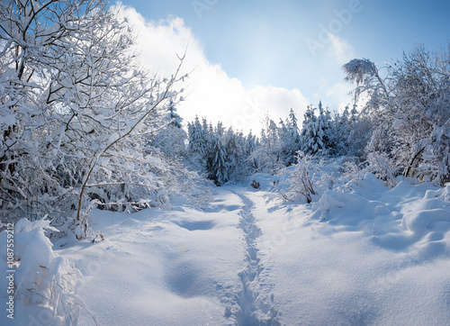 footpath through the beautiful winter forest with snow covered trees photo