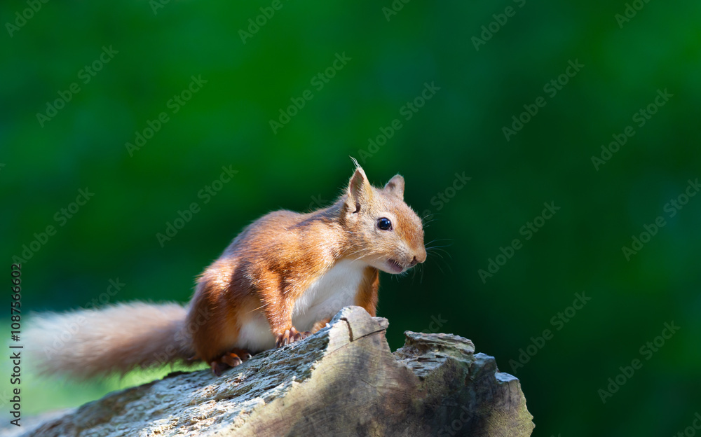 Fototapeta premium Red squirrel standing on a tree stump