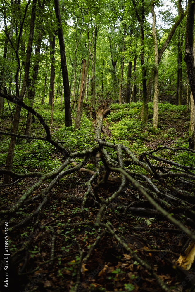Greenery landscape Greenery landscape