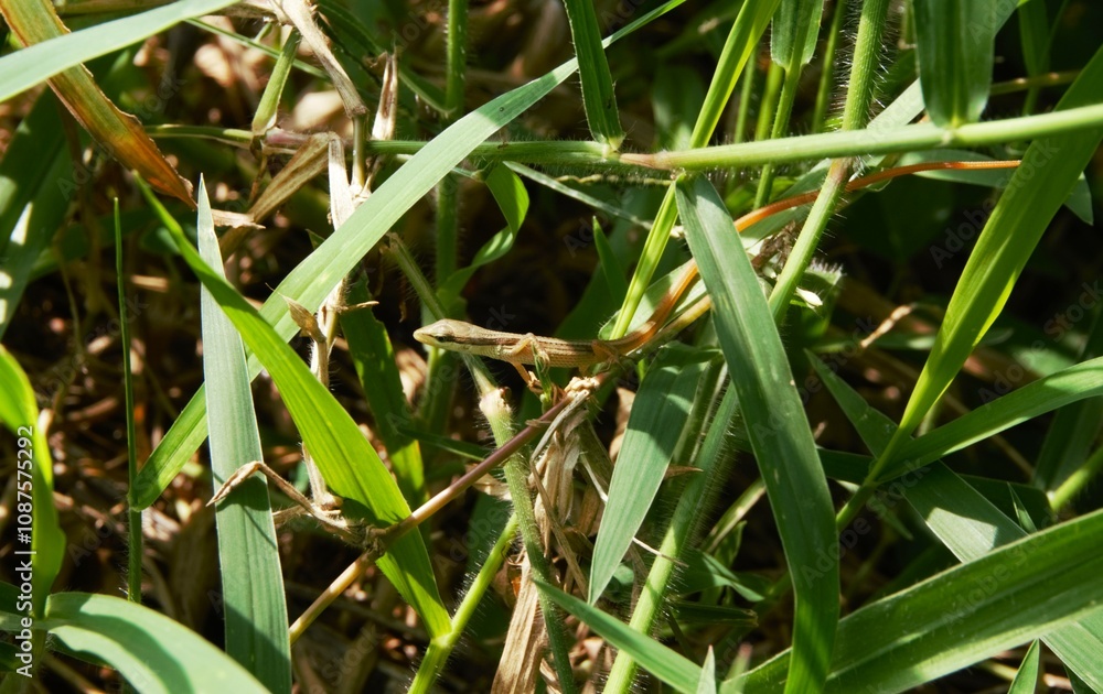 Takydromus formosanus, grass lizard in the bushes Takydromus formosanus, grass lizard in the bushes