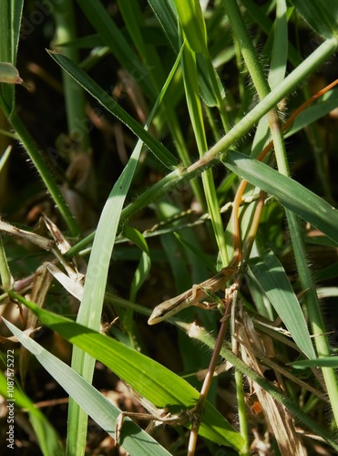 Takydromus formosanus, grass lizard in the bushes photo