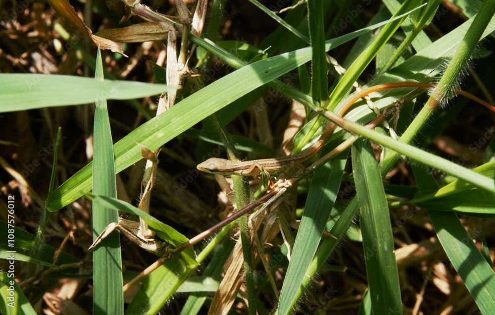 Beautiful long-tailed grass lizard in the grass, the scientific name of this lizard is Takydromus sexlineatus Beautiful long-tailed grass lizard in the grass, the scientific name of this lizard is Takydromus sexlineatus