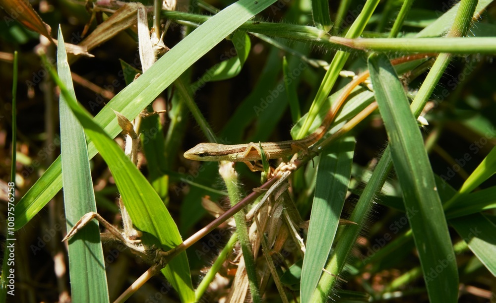 Takydromus formosanus, grass lizard in the bushes Takydromus formosanus, grass lizard in the bushes