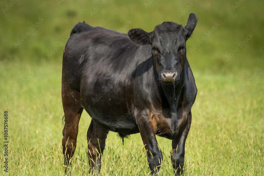 black angus steer in green grassy paddock black angus steer in green grassy paddock