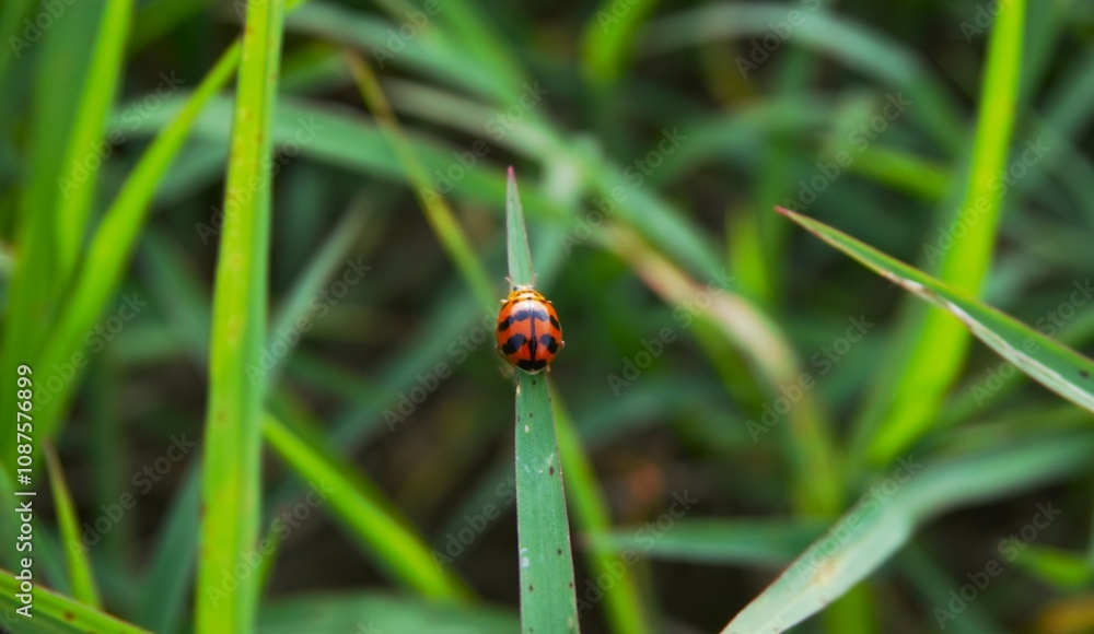 photo of a beautiful ladybug perched on green grass photo of a beautiful ladybug perched on green grass