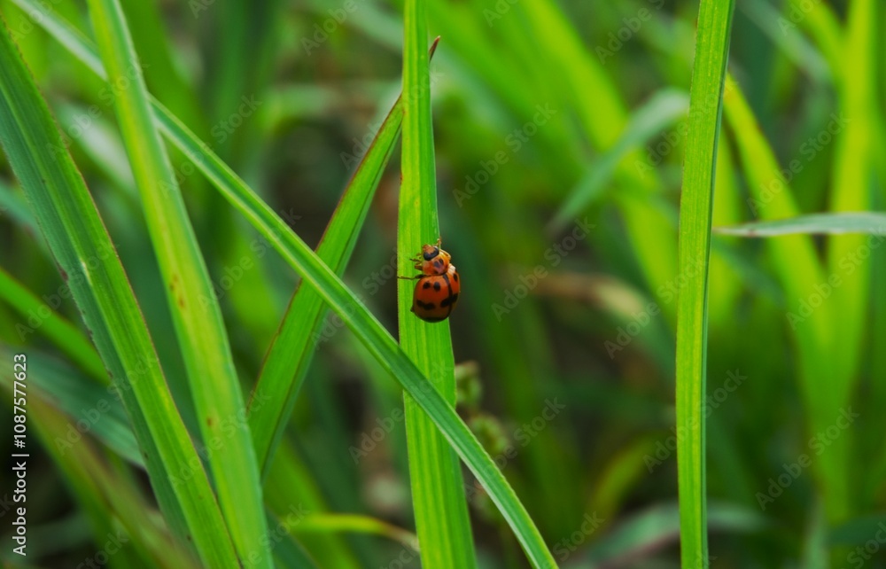 photo of a ladybug with a nice pattern and red, orange and black colors perched on the grass photo of a ladybug with a nice pattern and red, orange and black colors perched on the grass