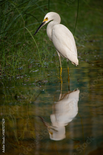 Great white heron in Playa Del Carmen, Quintana Roo, Mexico