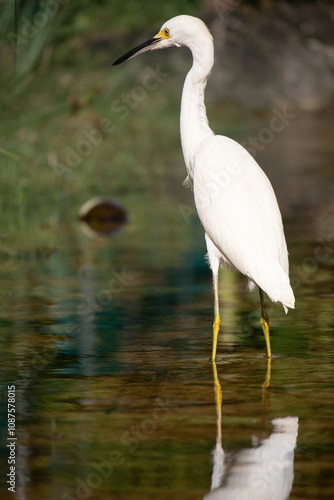 Great white heron in Playa Del Carmen, Quintana Roo, Mexico