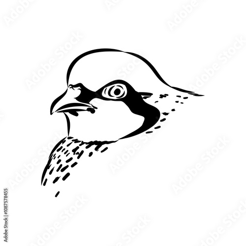 Asian partridge, vector sketch, chukar