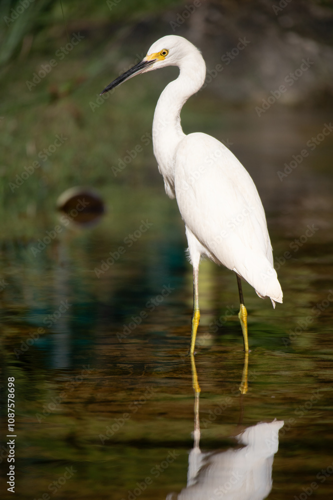 Great white heron in Playa Del Carmen, Quintana Roo, Mexico Great white heron in Playa Del Carmen, Quintana Roo, Mexico