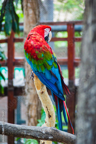 Guacamayo en Zoológico de Huachipa, Lima - Perú photo