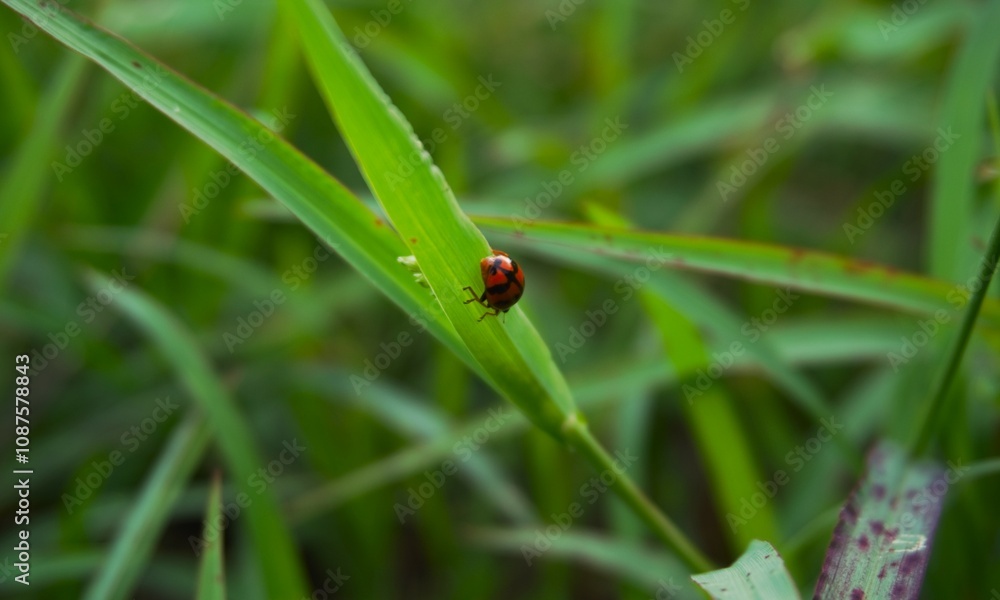 photo of a beautiful ladybug sitting on the grass photo of a beautiful ladybug sitting on the grass
