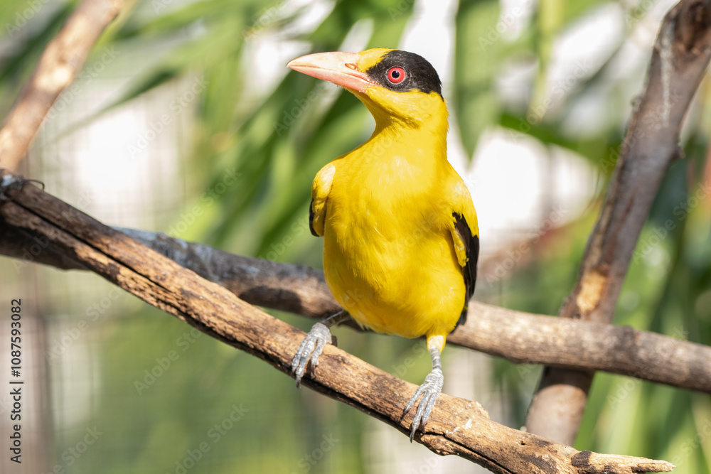 Naklejka premium The black-naped oriole (Oriolus chinensis) is a passerine bird in the oriole family that is found in many parts of Asia