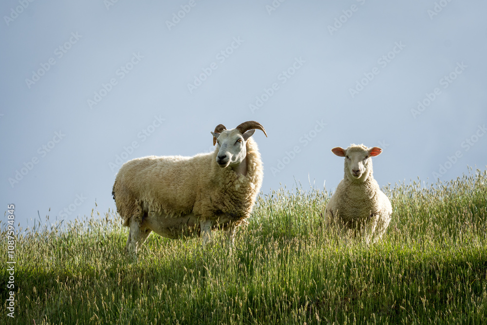 Obraz premium mother sheep and her lambs in lush green grassy field