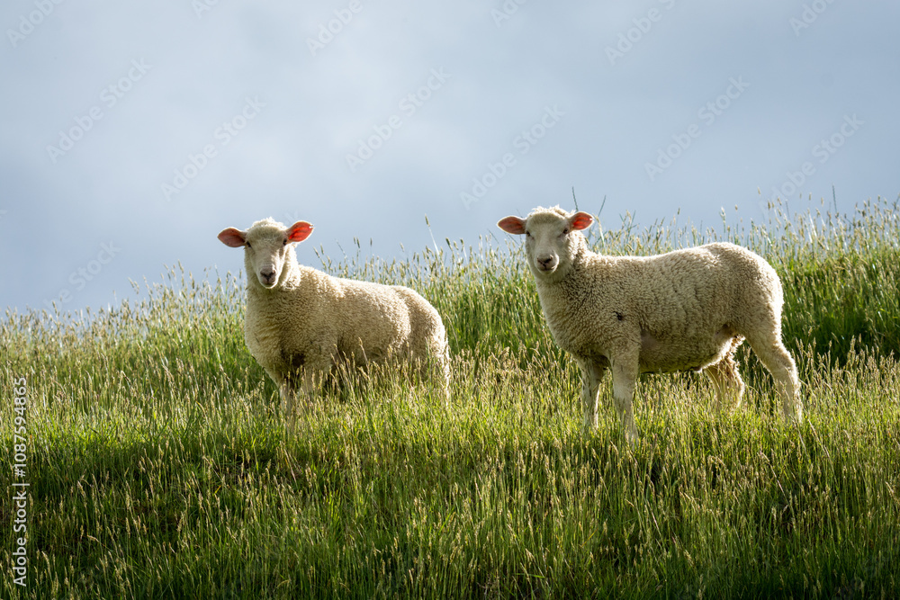 Obraz premium pair of lambs in lush green grassy field