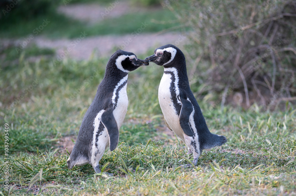 Obraz premium Couple of penguins cuddling and loving each other on the coast.